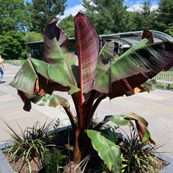 Banana Tree, Abyssinian